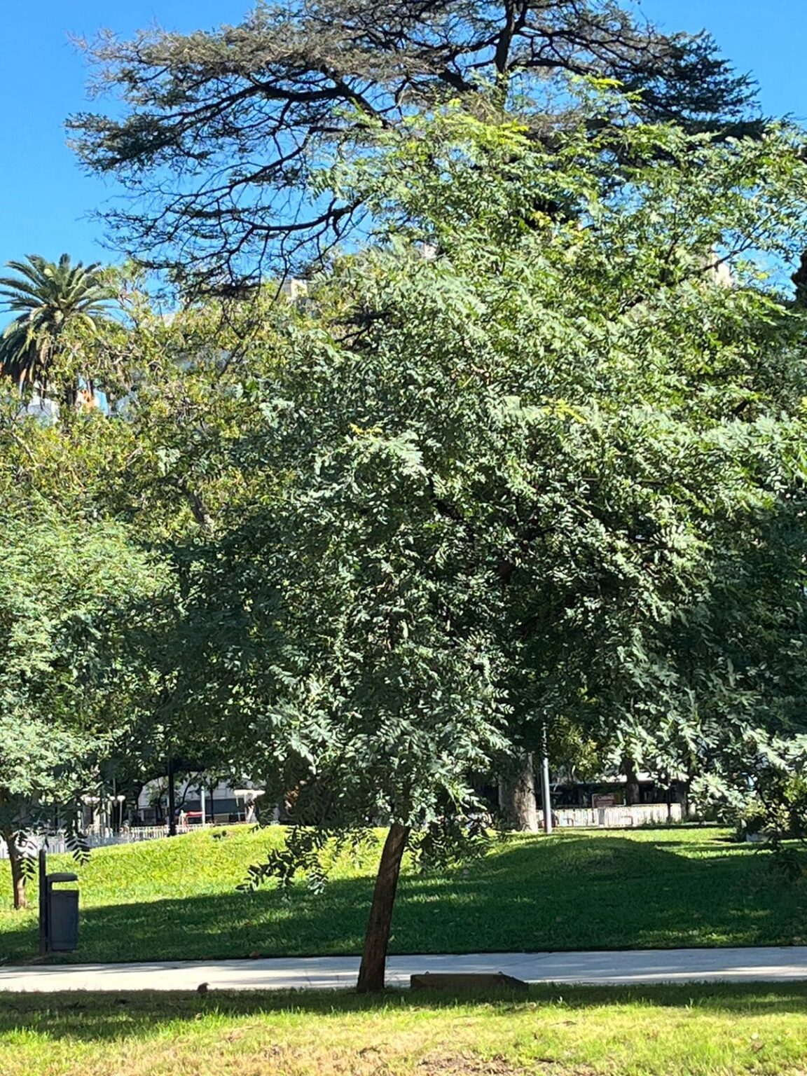 Nuestro árbol de Plaza Lavalle